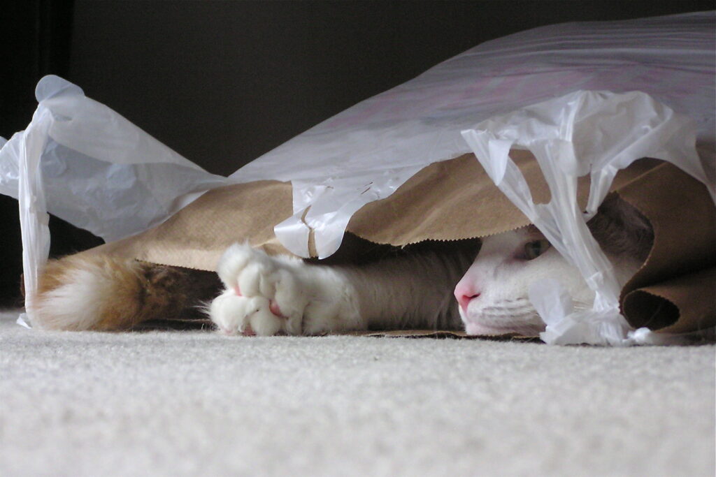 Why Do Cats & Dogs Love Chewing Plastic Bags?