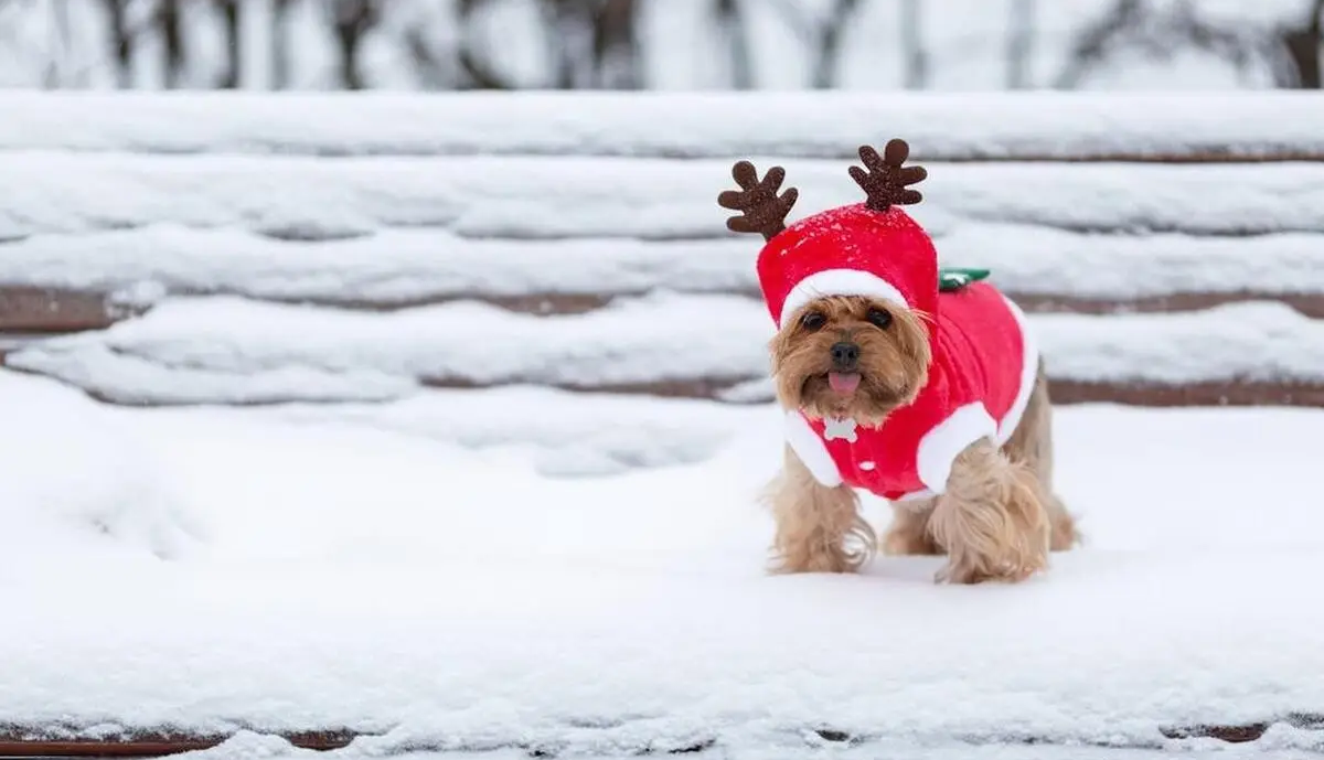 a dog wearing clothes