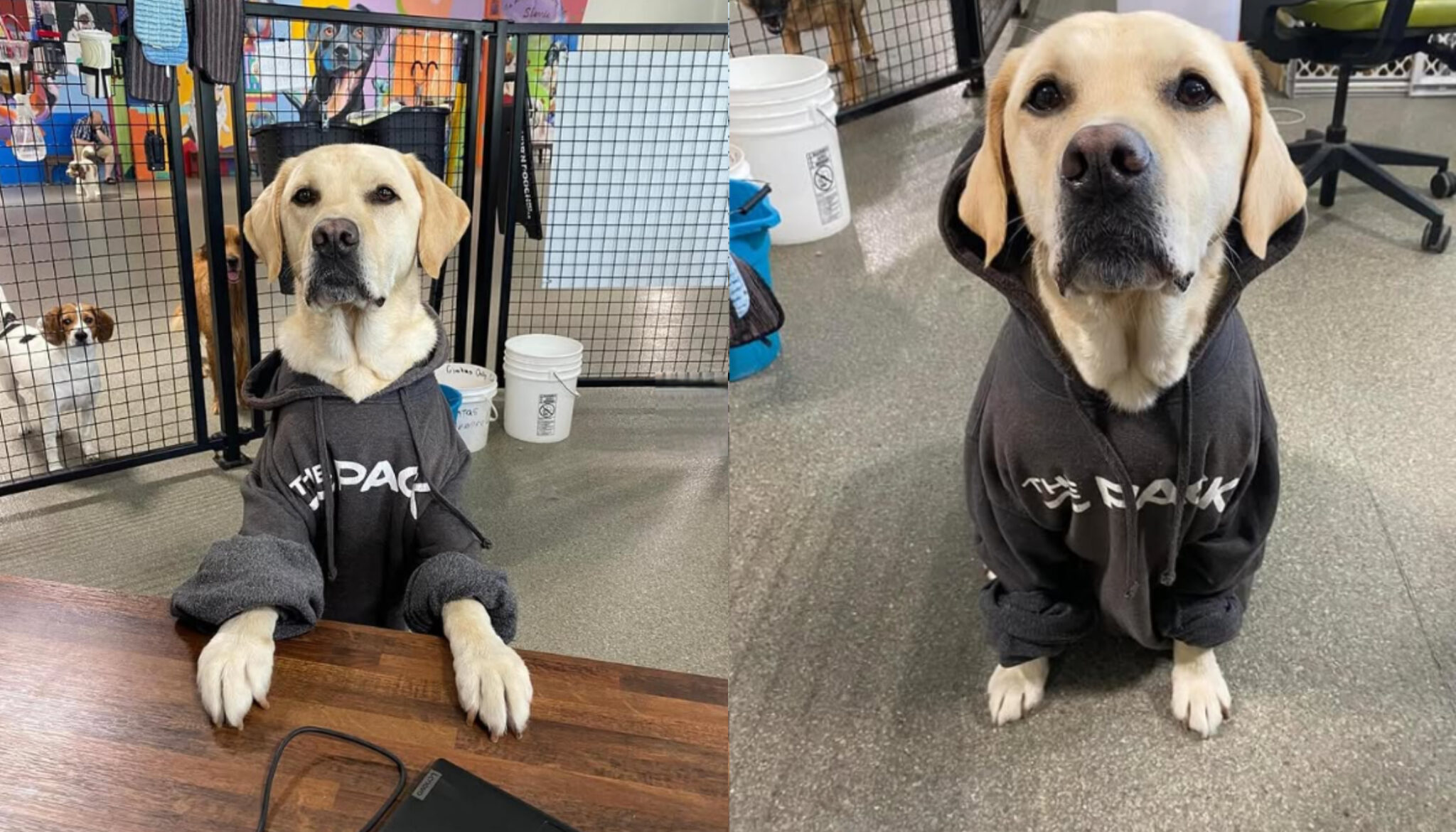 Midwest Indoor Dog Parks